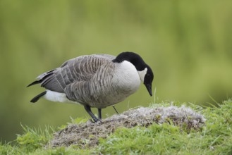 Canada goose (Branta canadensis) at the nest, North Rhine-Westphalia, Germany