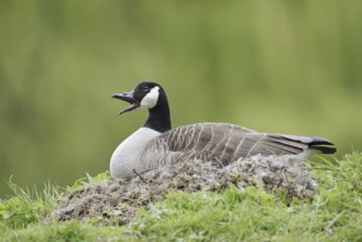 Canada goose (Branta canadensis) sitting on the nest and calling, North Rhine-Westphalia, Germany