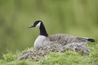 Canada goose (Branta canadensis) sitting brooding on the nest, North Rhine-Westphalia, Germany