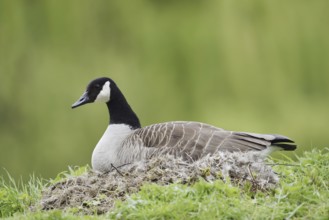 Canada goose (Branta canadensis) sitting brooding on the nest, North Rhine-Westphalia, Germany