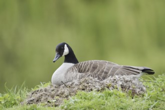 Canada goose (Branta canadensis) sitting brooding on the nest, North Rhine-Westphalia, Germany