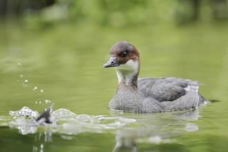 Red-breasted Merganser (Mergellus albellus), female, Netherlands