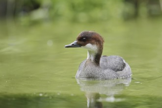 Red-breasted Merganser (Mergellus albellus), female, Netherlands