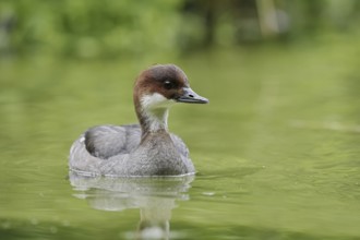 Red-breasted Merganser (Mergellus albellus), female, Netherlands