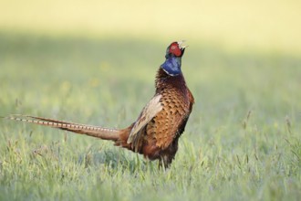Hunting pheasant (Phasianus colchicus), cock stands calling in a meadow, North Rhine-Westphalia,