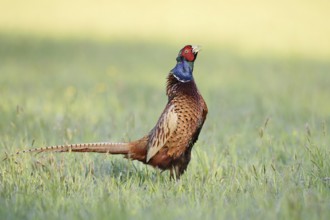 Hunting pheasant (Phasianus colchicus), cock stands calling in a meadow, North Rhine-Westphalia,