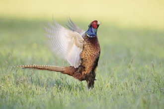 Hunting pheasant (Phasianus colchicus), cock mating in a meadow, North Rhine-Westphalia, Germany