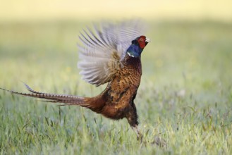 Hunting pheasant (Phasianus colchicus), cock mating in a meadow, North Rhine-Westphalia, Germany