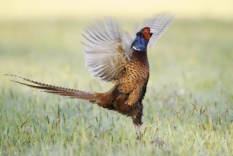 Hunting pheasant (Phasianus colchicus), cock mating in a meadow, North Rhine-Westphalia, Germany