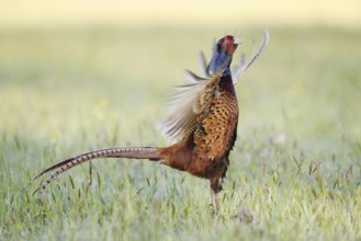 Hunting pheasant (Phasianus colchicus), cock mating in a meadow, North Rhine-Westphalia, Germany