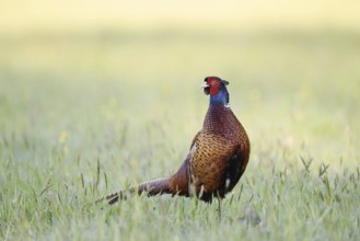 Hunting pheasant (Phasianus colchicus), cock standing in a meadow, North Rhine-Westphalia, Germany