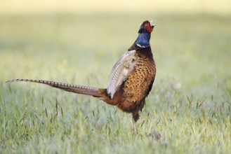 Hunting pheasant (Phasianus colchicus), cock stands calling in a meadow, North Rhine-Westphalia,
