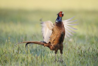 Hunting pheasant (Phasianus colchicus), cock mating in a meadow, North Rhine-Westphalia, Germany