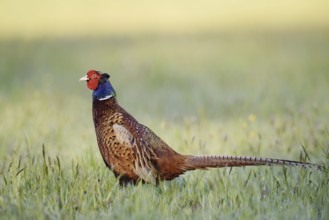 Hunting pheasant (Phasianus colchicus), cock standing in a meadow, North Rhine-Westphalia, Germany