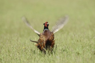 Hunting pheasant (Phasianus colchicus), cock mating in a meadow, North Rhine-Westphalia, Germany