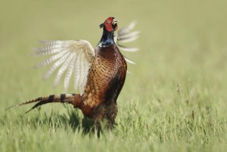 Hunting pheasant (Phasianus colchicus), cock mating in a meadow, North Rhine-Westphalia, Germany
