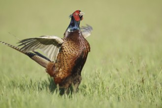 Hunting pheasant (Phasianus colchicus), cock mating in a meadow, North Rhine-Westphalia, Germany