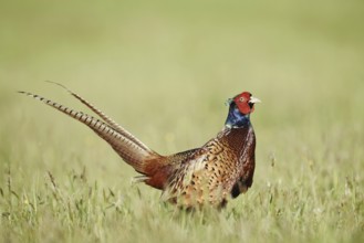 Hunting pheasant (Phasianus colchicus), cock standing in a meadow, North Rhine-Westphalia, Germany
