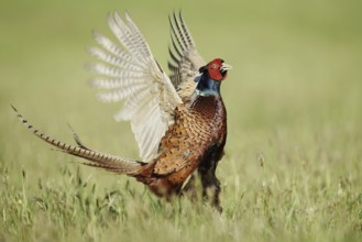 Hunting pheasant (Phasianus colchicus), cock mating in a meadow, North Rhine-Westphalia, Germany
