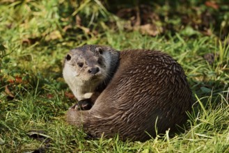 Eurasian otter or European otter (Lutra lutra), captive, Germany