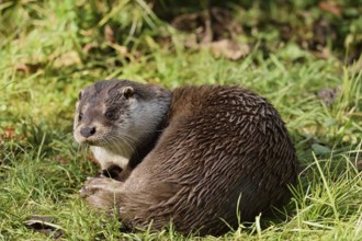 Eurasian otter or European otter (Lutra lutra), captive, Germany