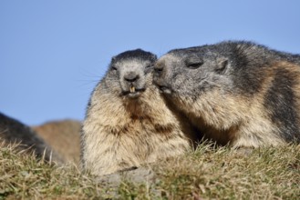 Alpine marmot (Marmota marmota) with young, Hohe Tauern National Park, Austria
