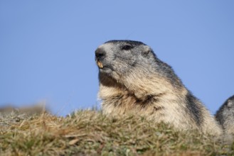 Alpine marmot (Marmota marmota), Hohe Tauern National Park, Austria
