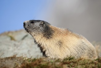 Alpine marmot (Marmota marmota), Hohe Tauern National Park, Austria