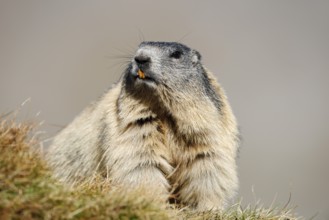 Alpine marmot (Marmota marmota), Hohe Tauern National Park, Austria