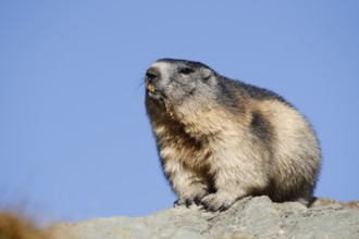 Alpine marmot (Marmota marmota), Hohe Tauern National Park, Austria