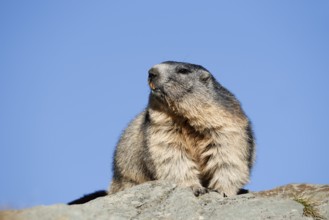 Alpine marmot (Marmota marmota), Hohe Tauern National Park, Austria