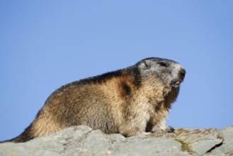 Alpine marmot (Marmota marmota), Hohe Tauern National Park, Austria