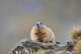 Alpine marmot (Marmota marmota), Hohe Tauern National Park, Austria