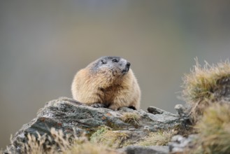Alpine marmot (Marmota marmota), Hohe Tauern National Park, Austria
