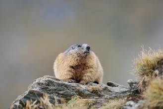 Alpine marmot (Marmota marmota), Hohe Tauern National Park, Austria