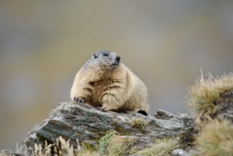 Alpine marmot (Marmota marmota), Hohe Tauern National Park, Austria