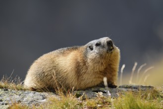 Alpine marmot (Marmota marmota), Hohe Tauern National Park, Austria