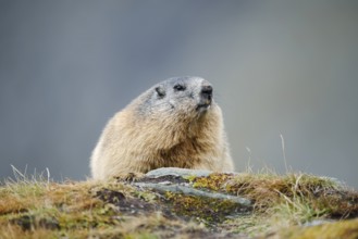 Alpine marmot (Marmota marmota), Hohe Tauern National Park, Austria