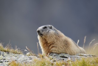 Alpine marmot (Marmota marmota), Hohe Tauern National Park, Austria