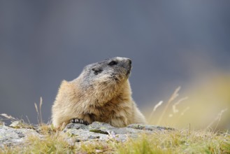 Alpine marmot (Marmota marmota), Hohe Tauern National Park, Austria