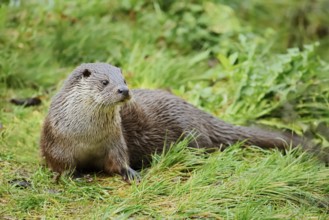 Eurasian otter or European otter (Lutra lutra), captive, Germany