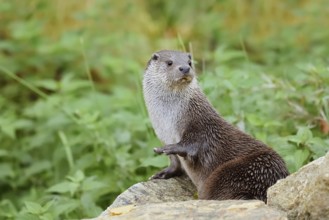 Eurasian otter or European otter (Lutra lutra), captive, Germany