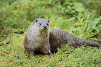 Eurasian otter or European otter (Lutra lutra), captive, Germany