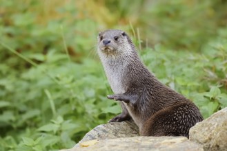 Eurasian otter or European otter (Lutra lutra), captive, Germany