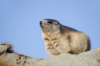 Alpine marmot (Marmota marmota), Hohe Tauern National Park, Austria
