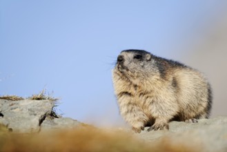 Alpine marmot (Marmota marmota), Hohe Tauern National Park, Austria