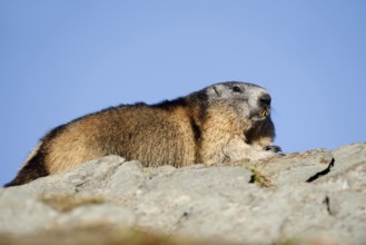 Alpine marmot (Marmota marmota), Hohe Tauern National Park, Austria