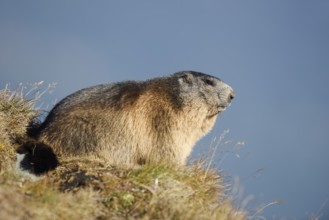 Alpine marmot (Marmota marmota), Hohe Tauern National Park, Austria