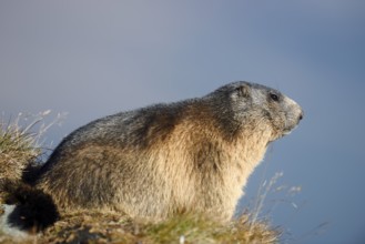 Alpine marmot (Marmota marmota), Hohe Tauern National Park, Austria