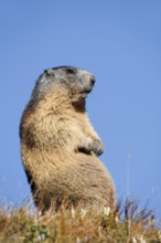 Alpine marmot (Marmota marmota), Hohe Tauern National Park, Austria